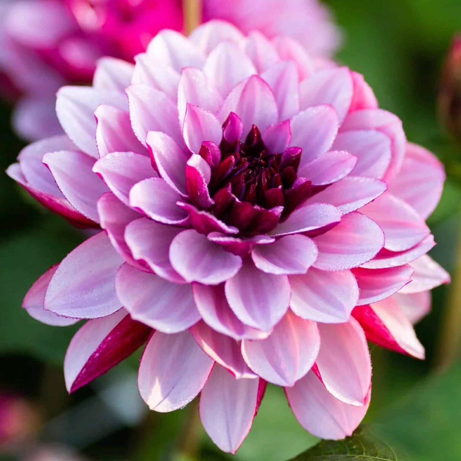 Dahlia Creme de Cassis