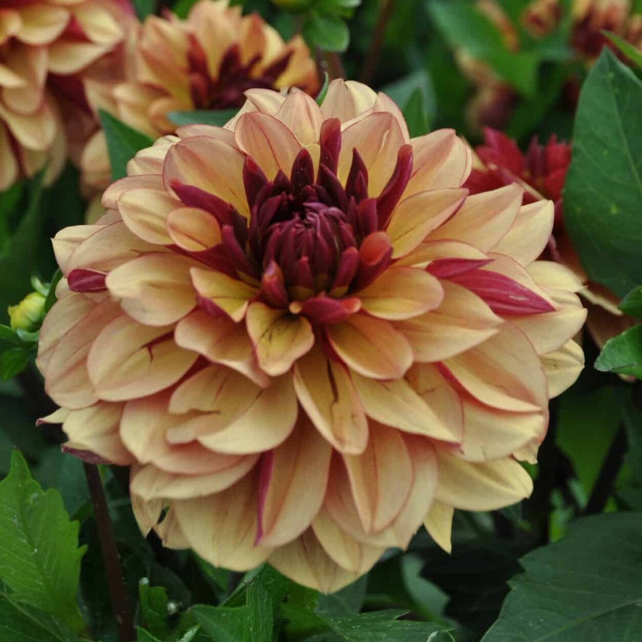 Dahlia 'Creme de Cognac'