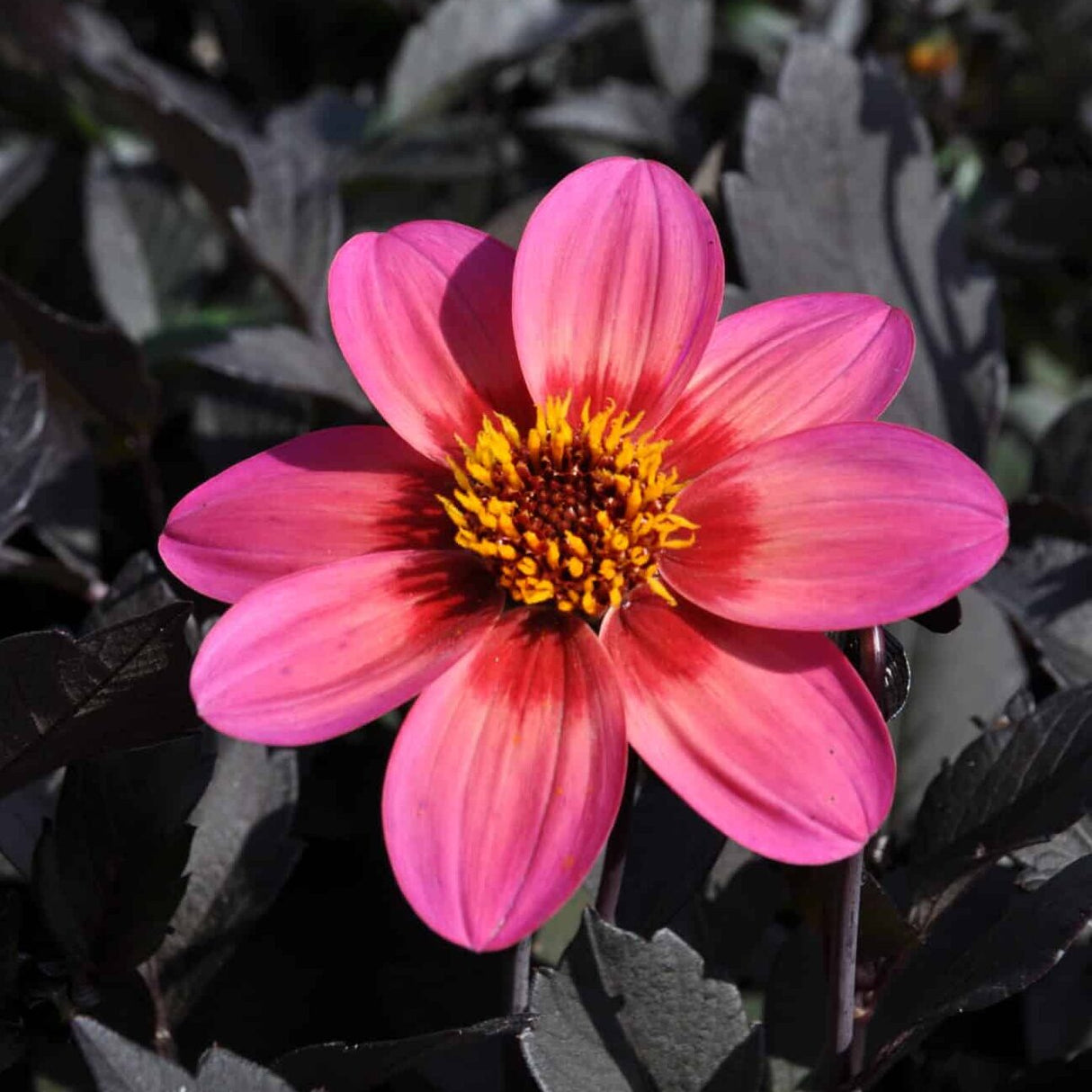 Dahlia 'Dahlegria Tricolore'