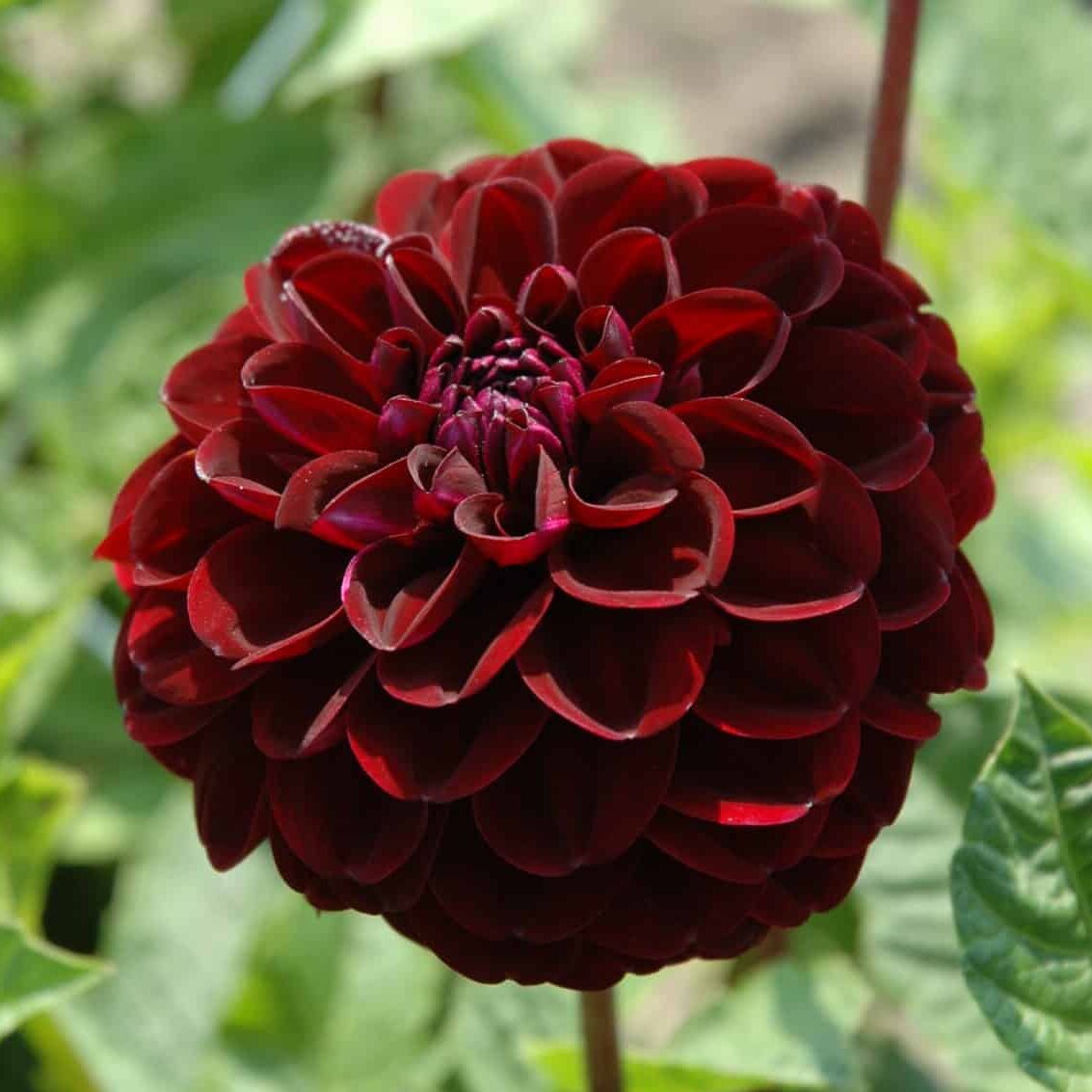 Dahlia 'Dark Spirit'