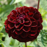 Dahlia 'Dark Spirit'