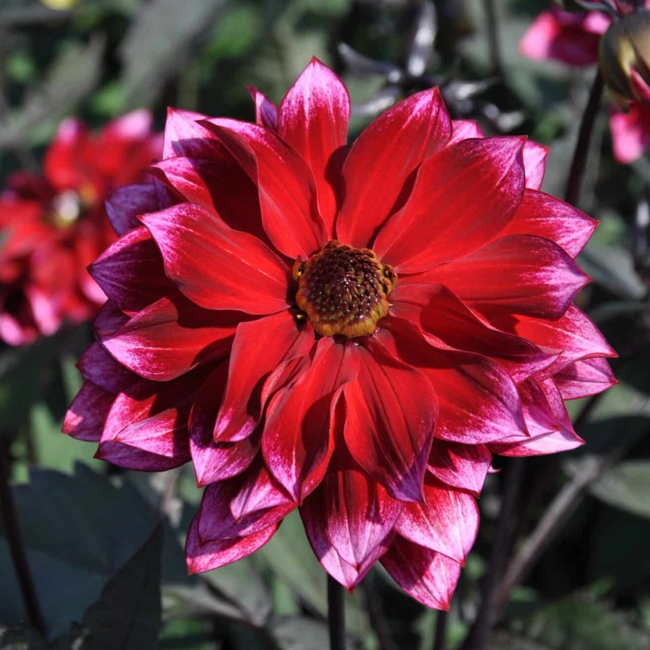 Dahlia 'Dakarin'