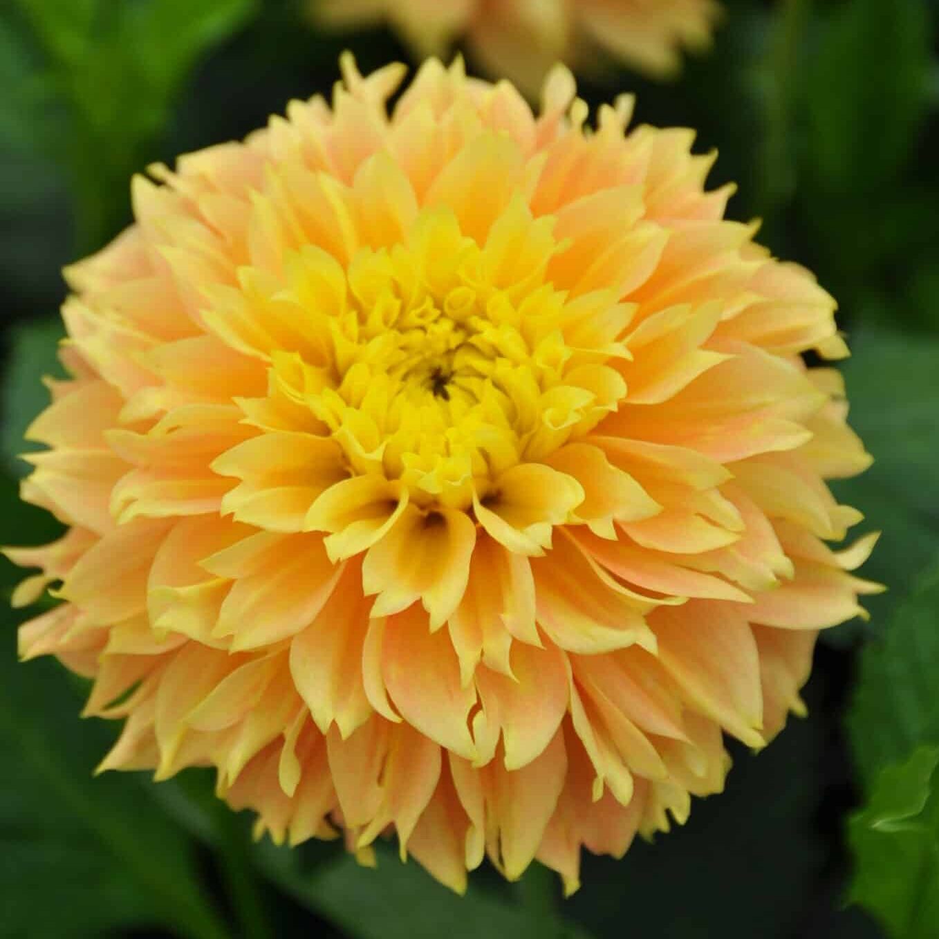 Dahlia 'Deep Impact'