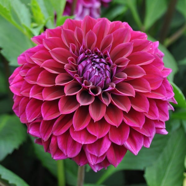 Dahlia 'Diva US'