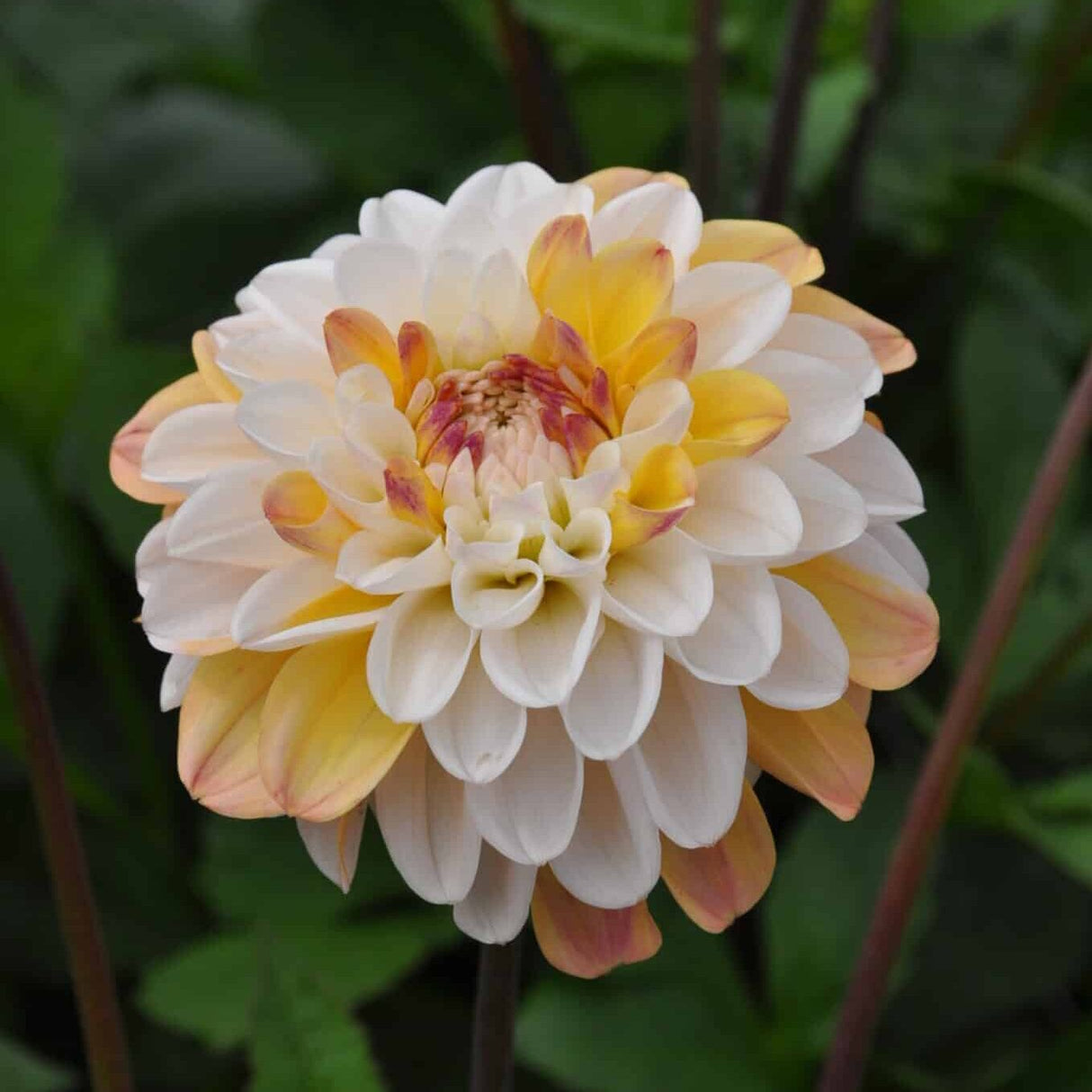 Dahlia 'Double Jill'