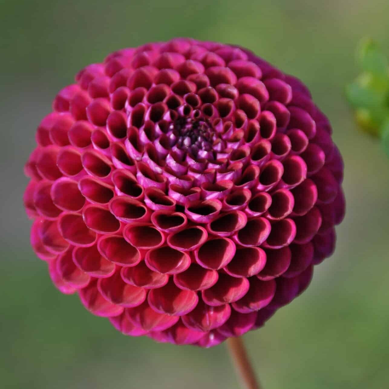 Dahlia 'Downham Royal'