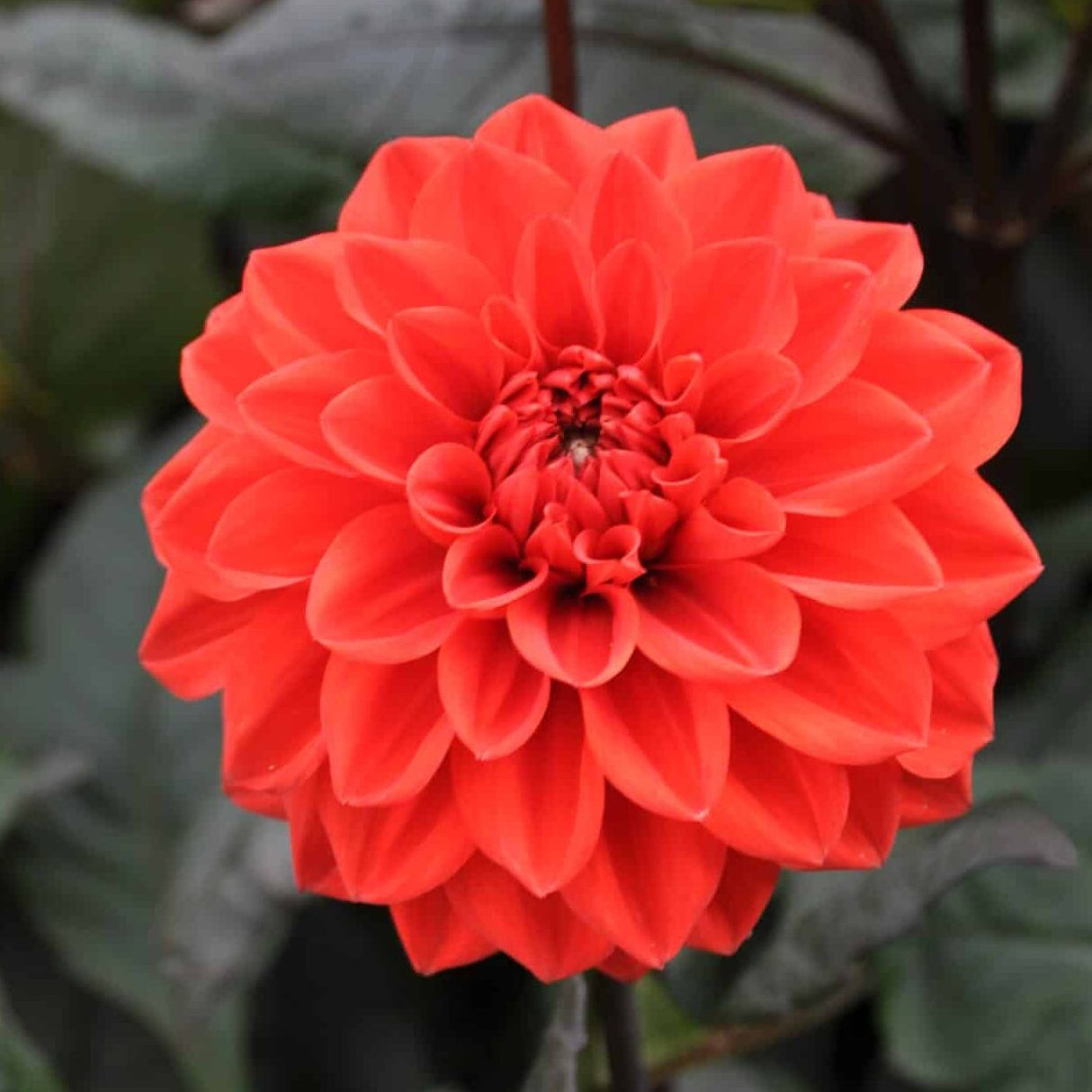Dahlia 'Ellen Huston'