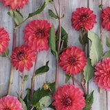 Dahlia 'Ellen Nauta'