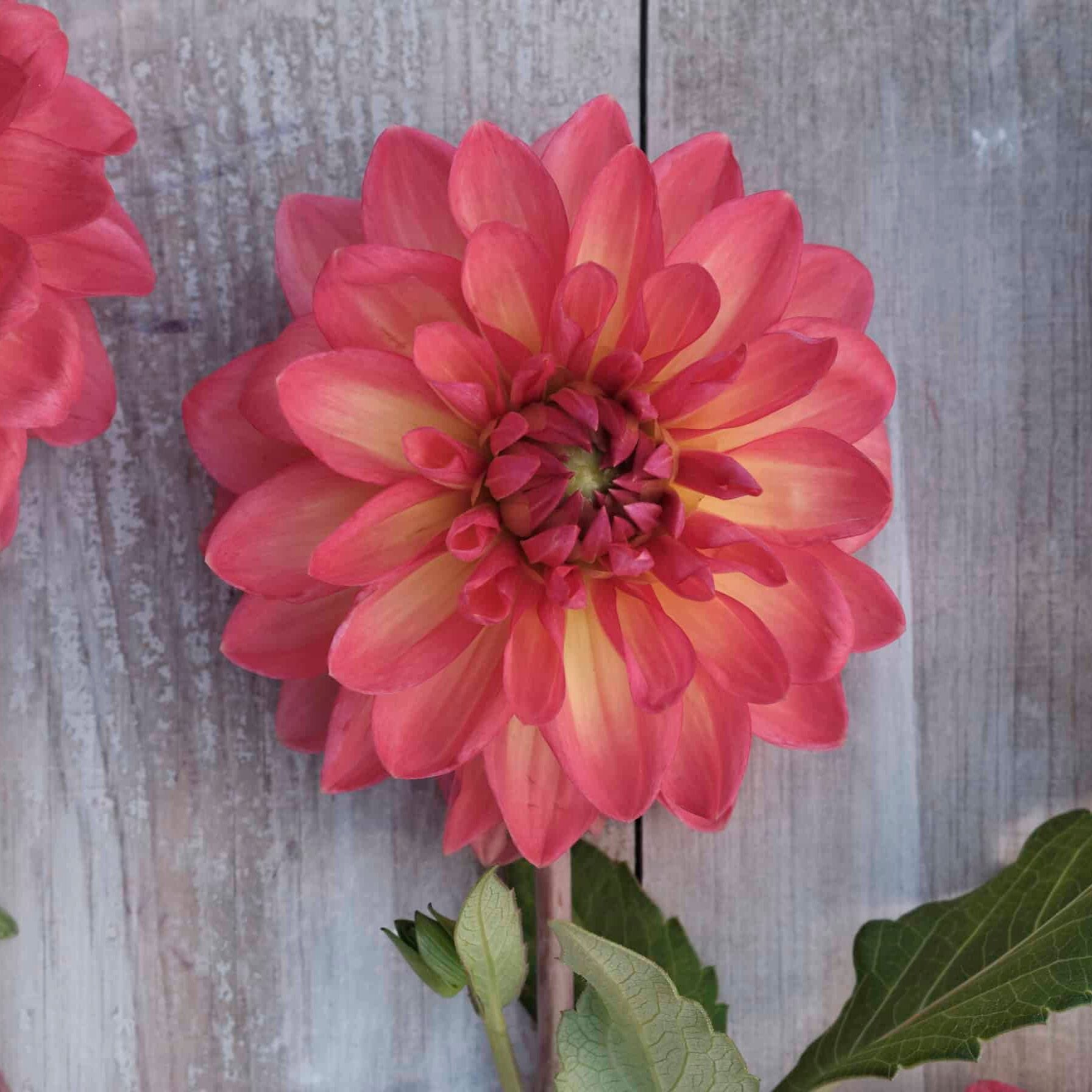 Dahlia 'Ellen Nauta'