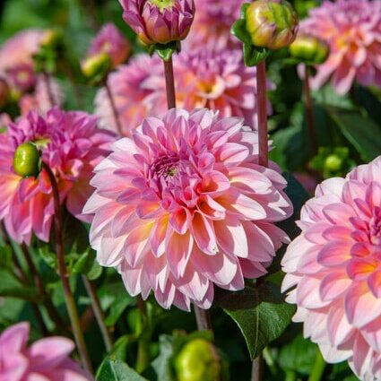 Dahlia 'Esli'