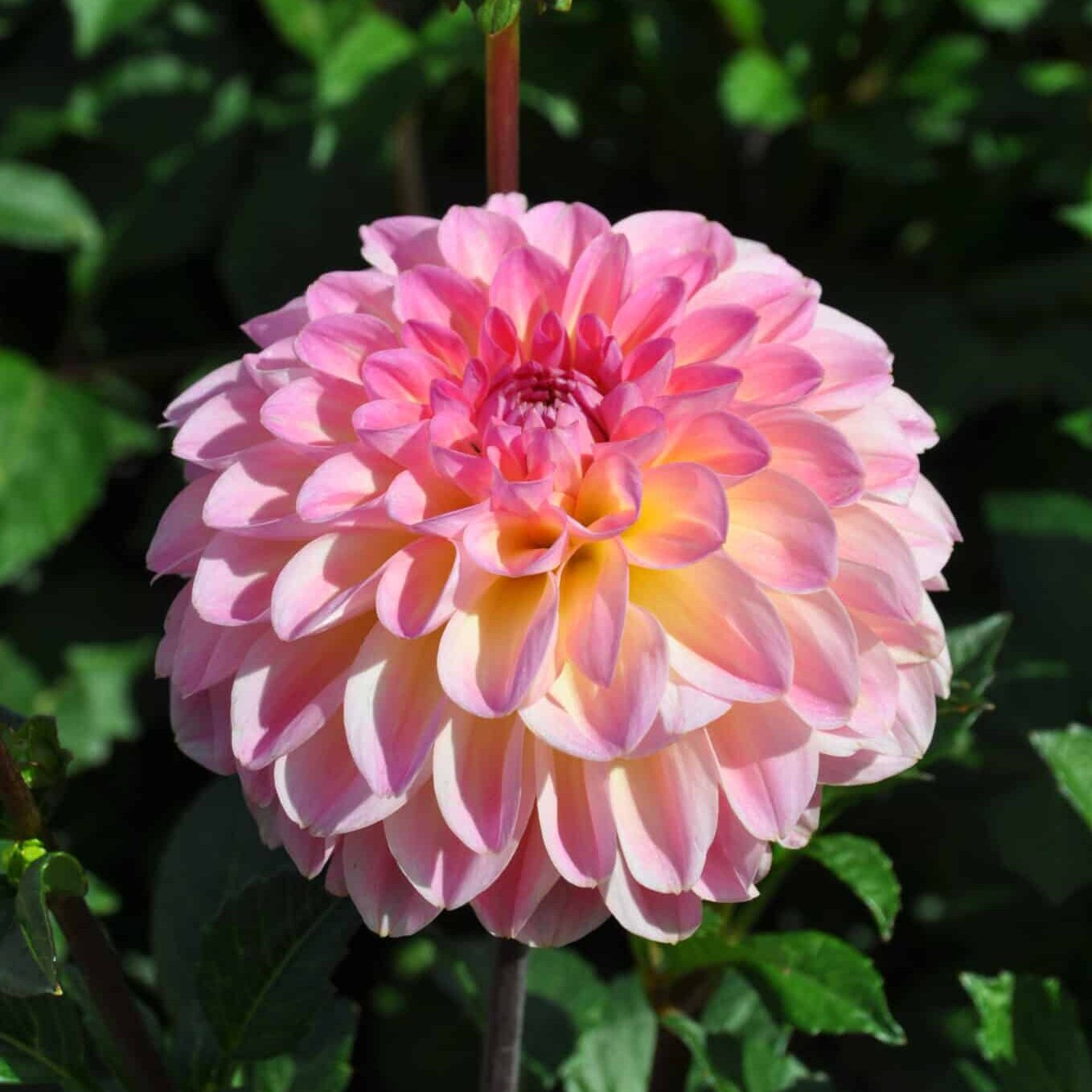 Dahlia 'Esli'