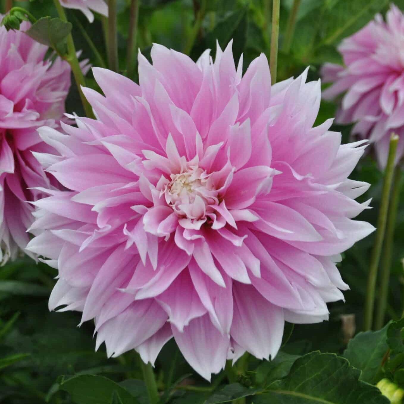 Dahlia 'Evanah'