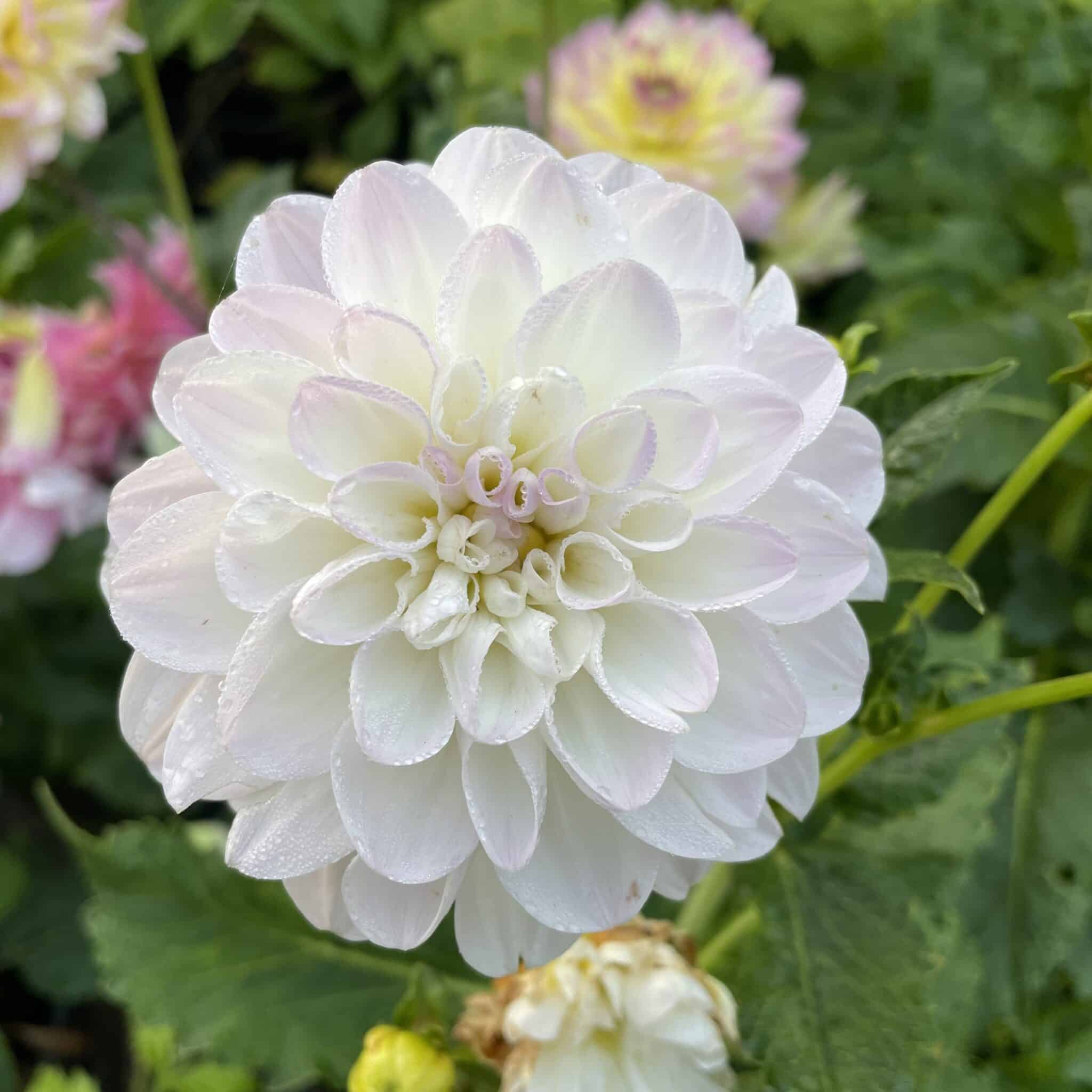 Dahlia 'Eveline'