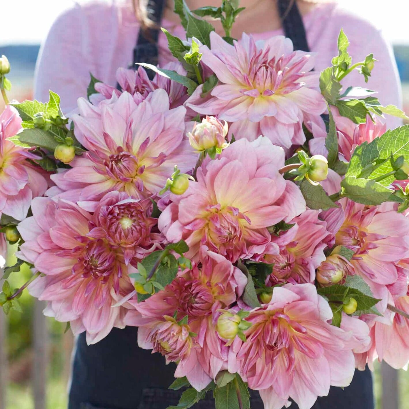 Dahlia 'Fairway Pilot'