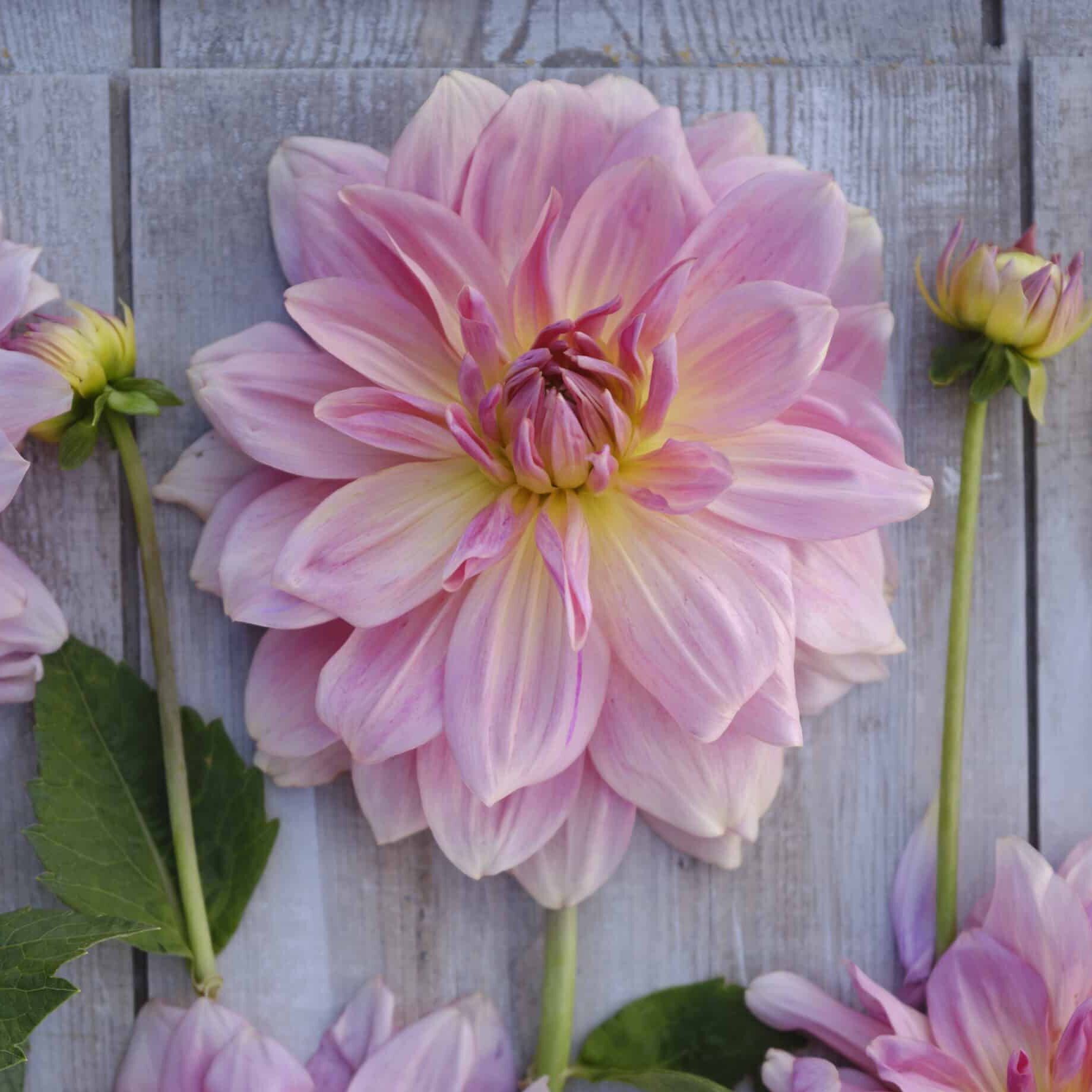 Dahlia 'Fairway Pilot'