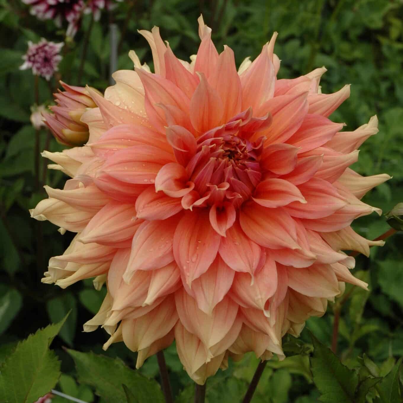 Dahlia 'Fairway Spur'