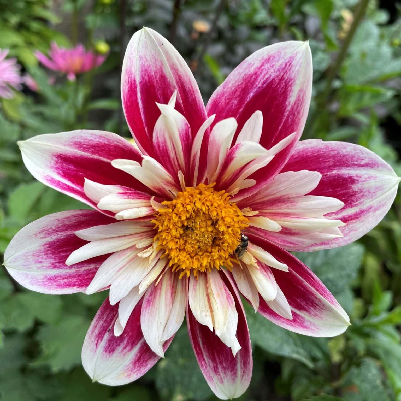 Dahlia 'Fashion Monger'