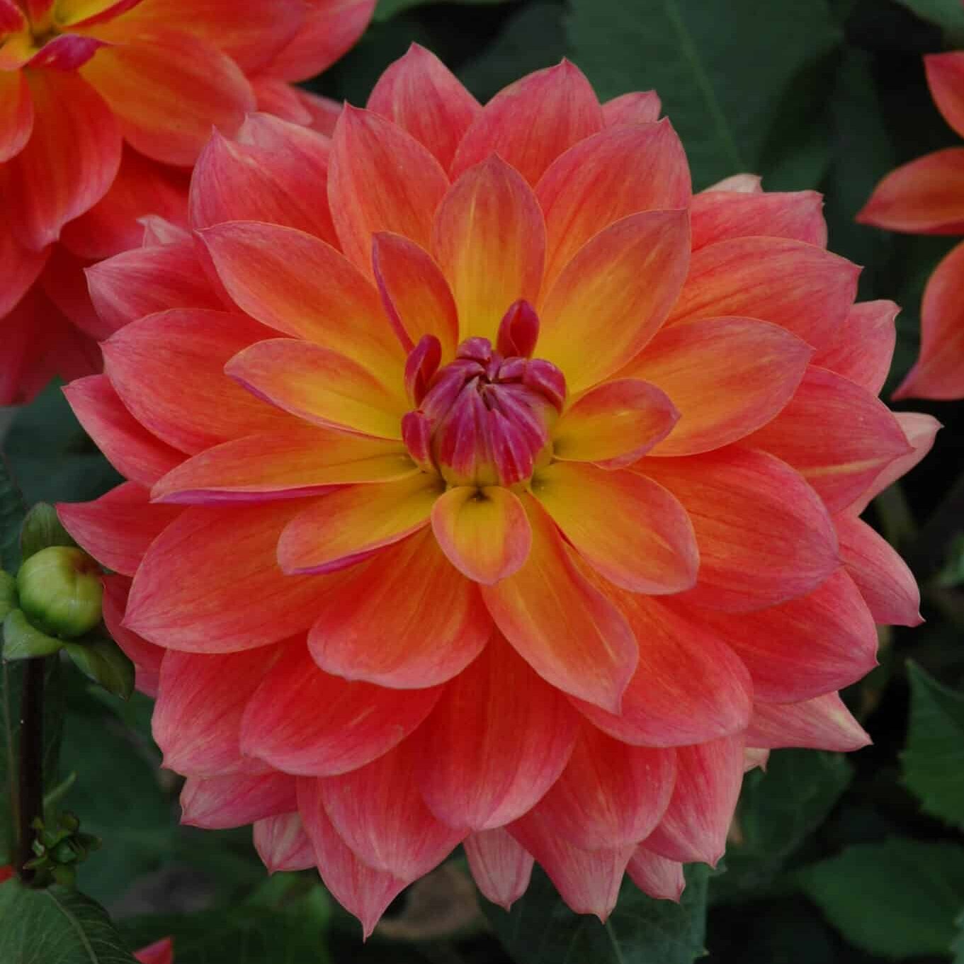 Dahlia 'Firepot'