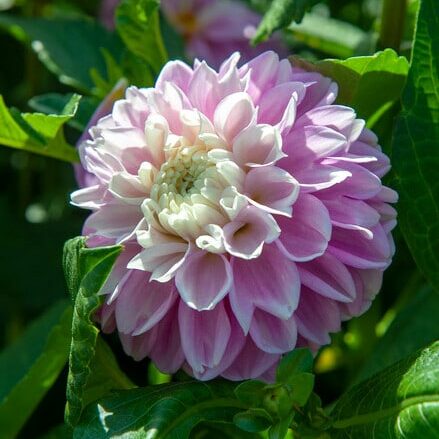 Dahlia 'Fluffles'