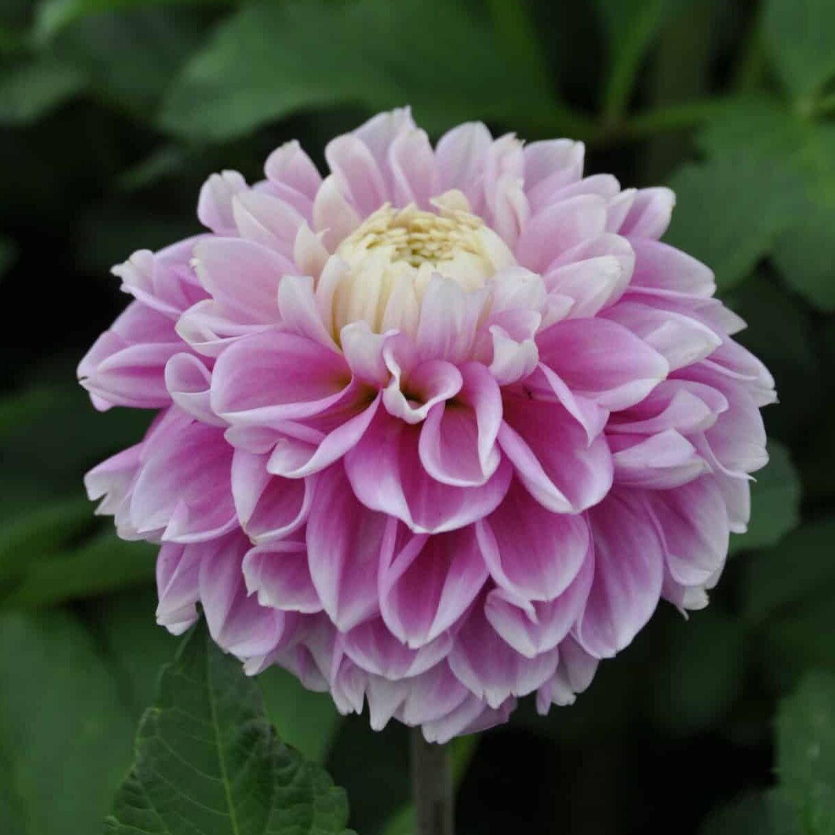 Dahlia 'Fluffles'