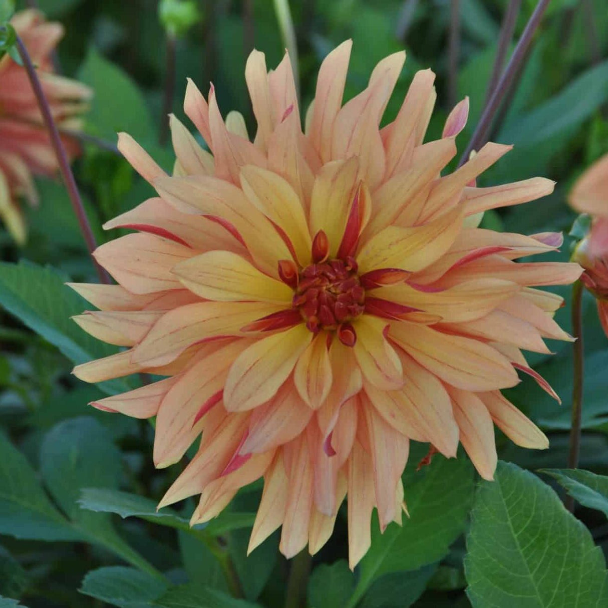 Dahlia 'French Cancan'