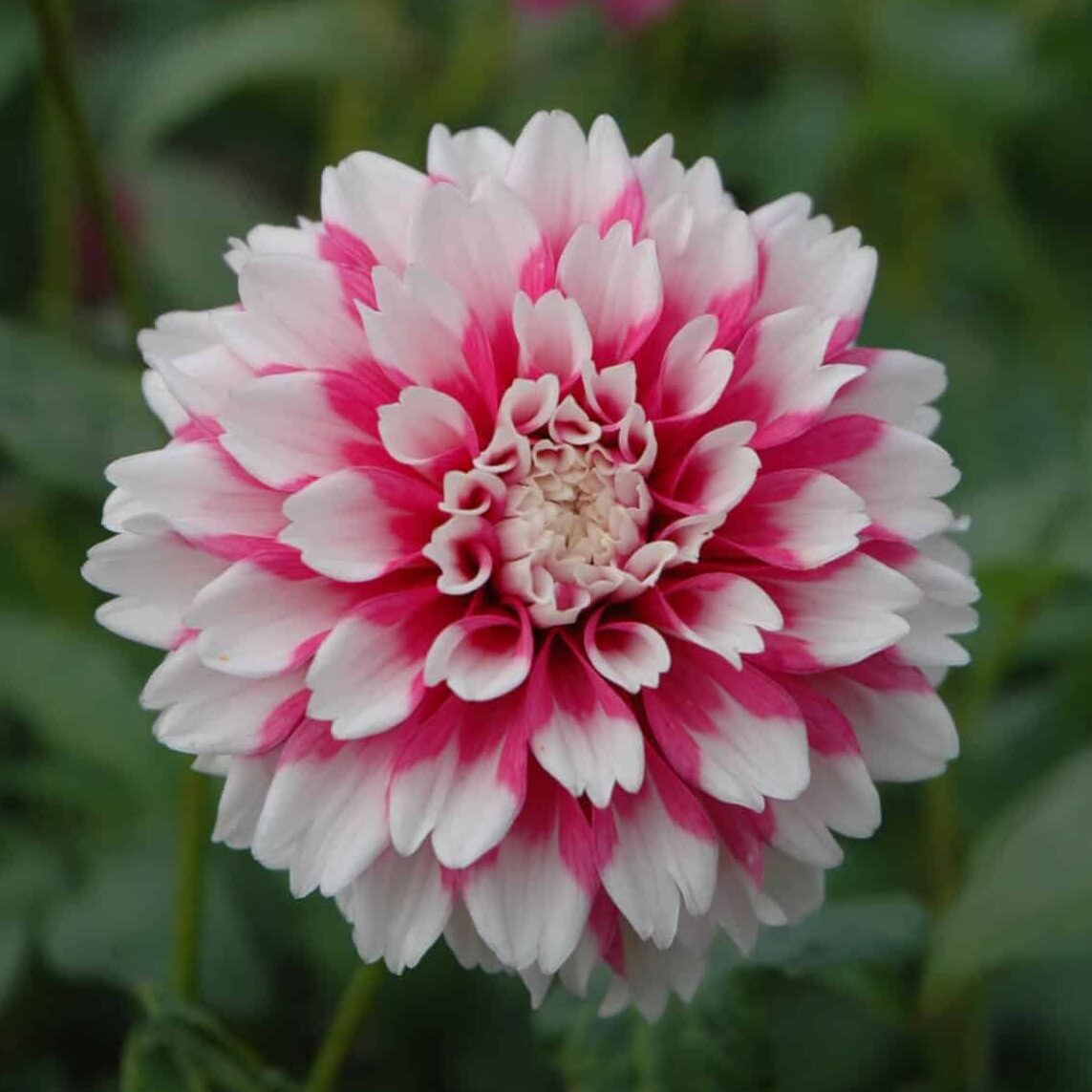 Dahlia 'Fuzzy Wuzzy'
