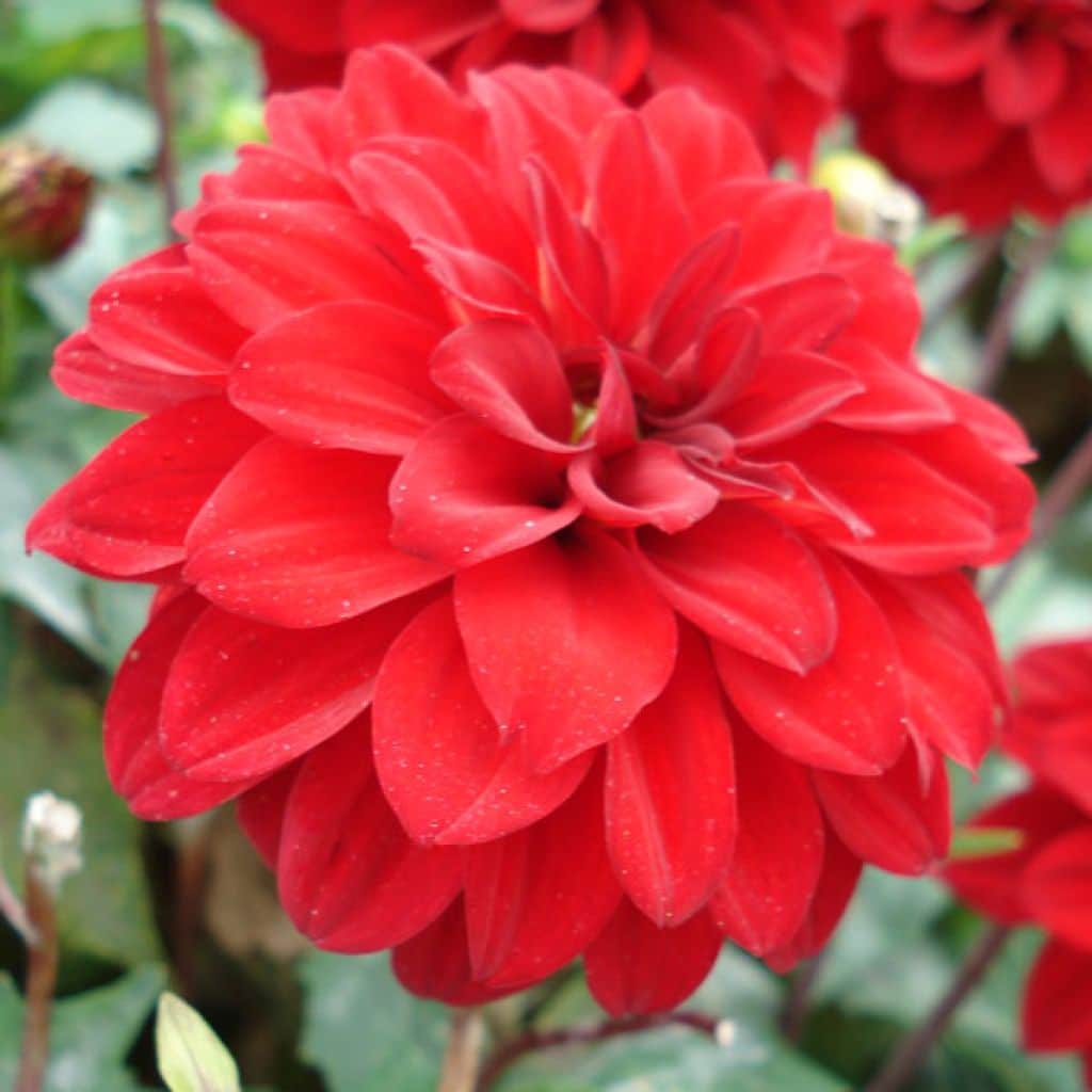 Dahlia Gallery 'Singer'