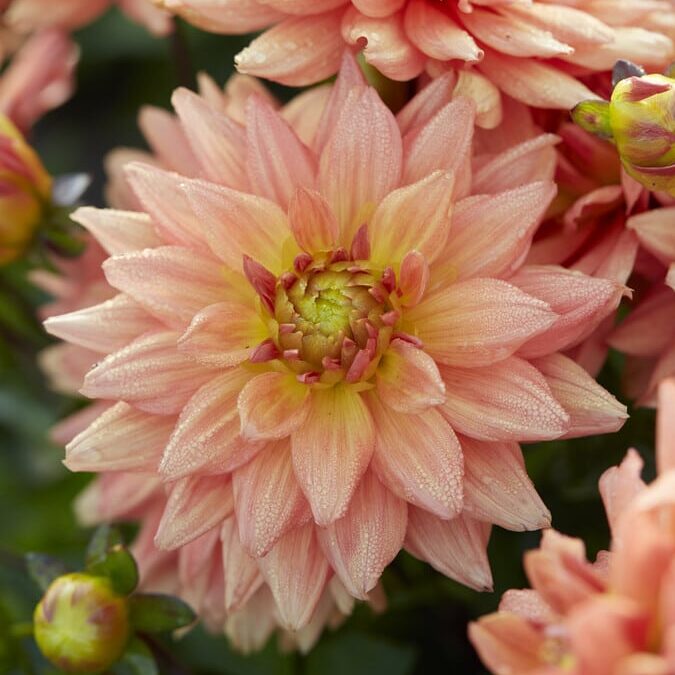 Dahlia 'Gallery Vincent'