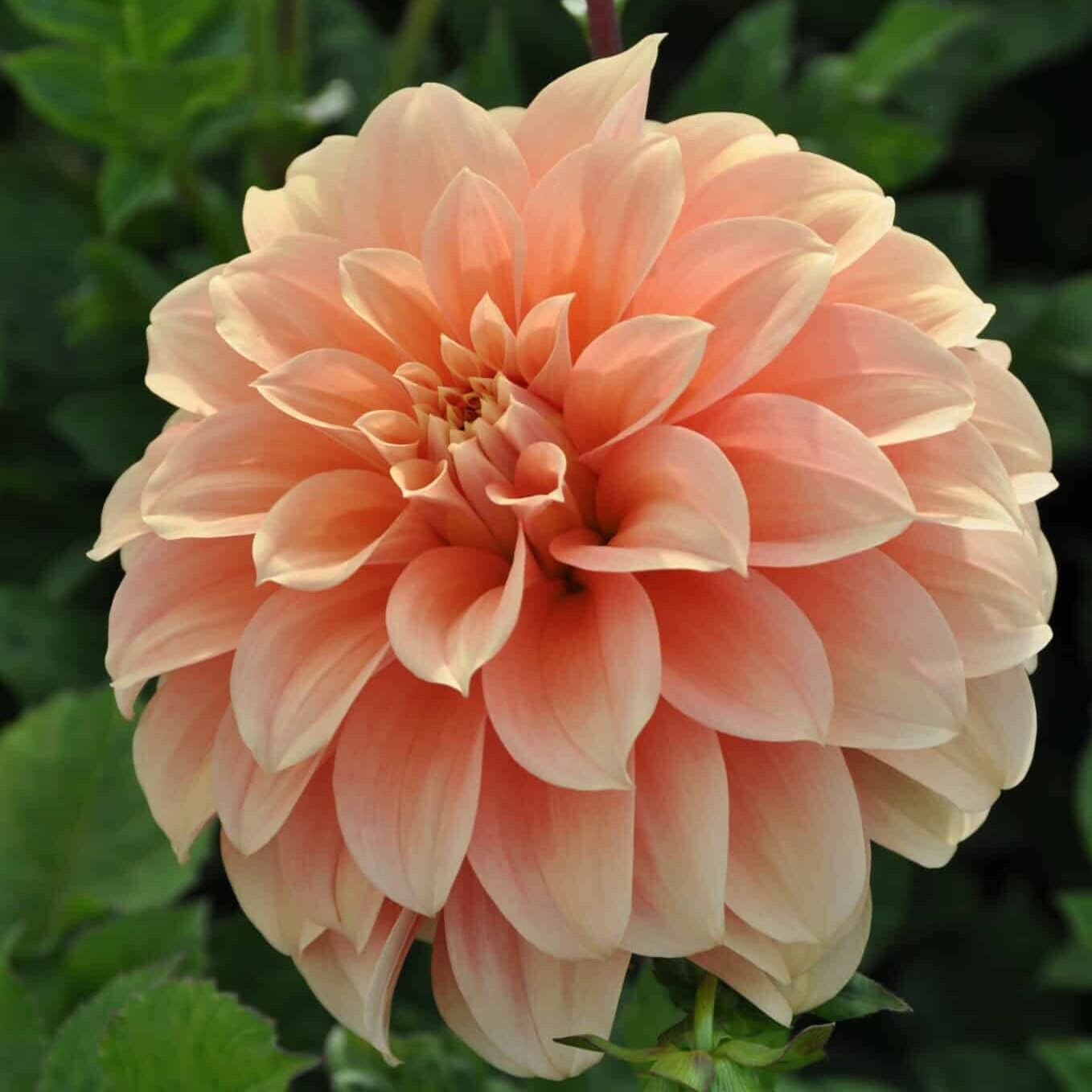 Dahlia 'Garden Jubilee'