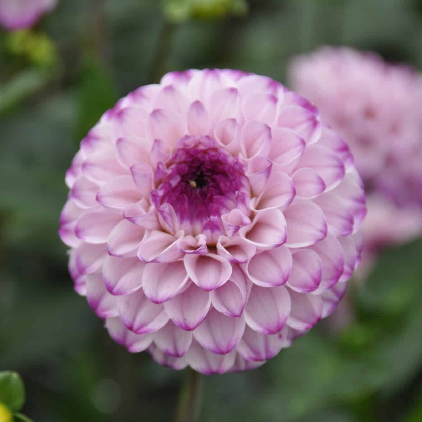 Dahlia 'Genova'