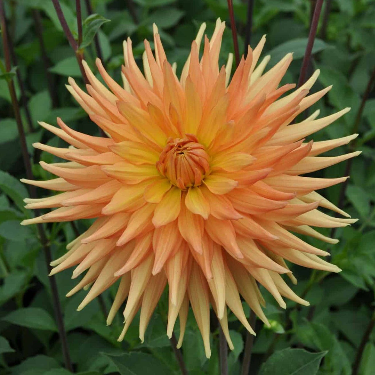 Dahlia 'Gold Crown'