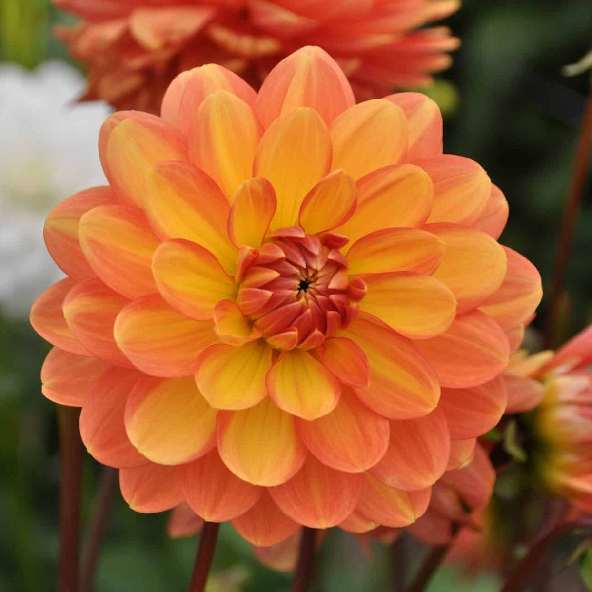 Dahlia 'Graceland'