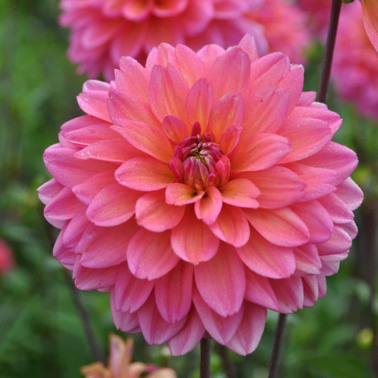 Dahlia 'Great Silence'