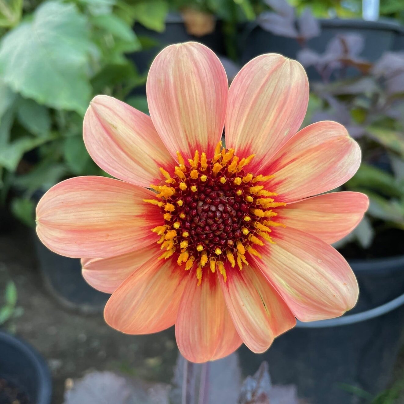 Dahlia 'HS First Love'