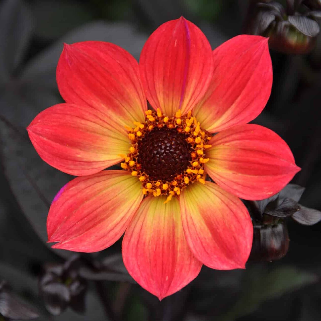 Dahlia 'HS Flame'