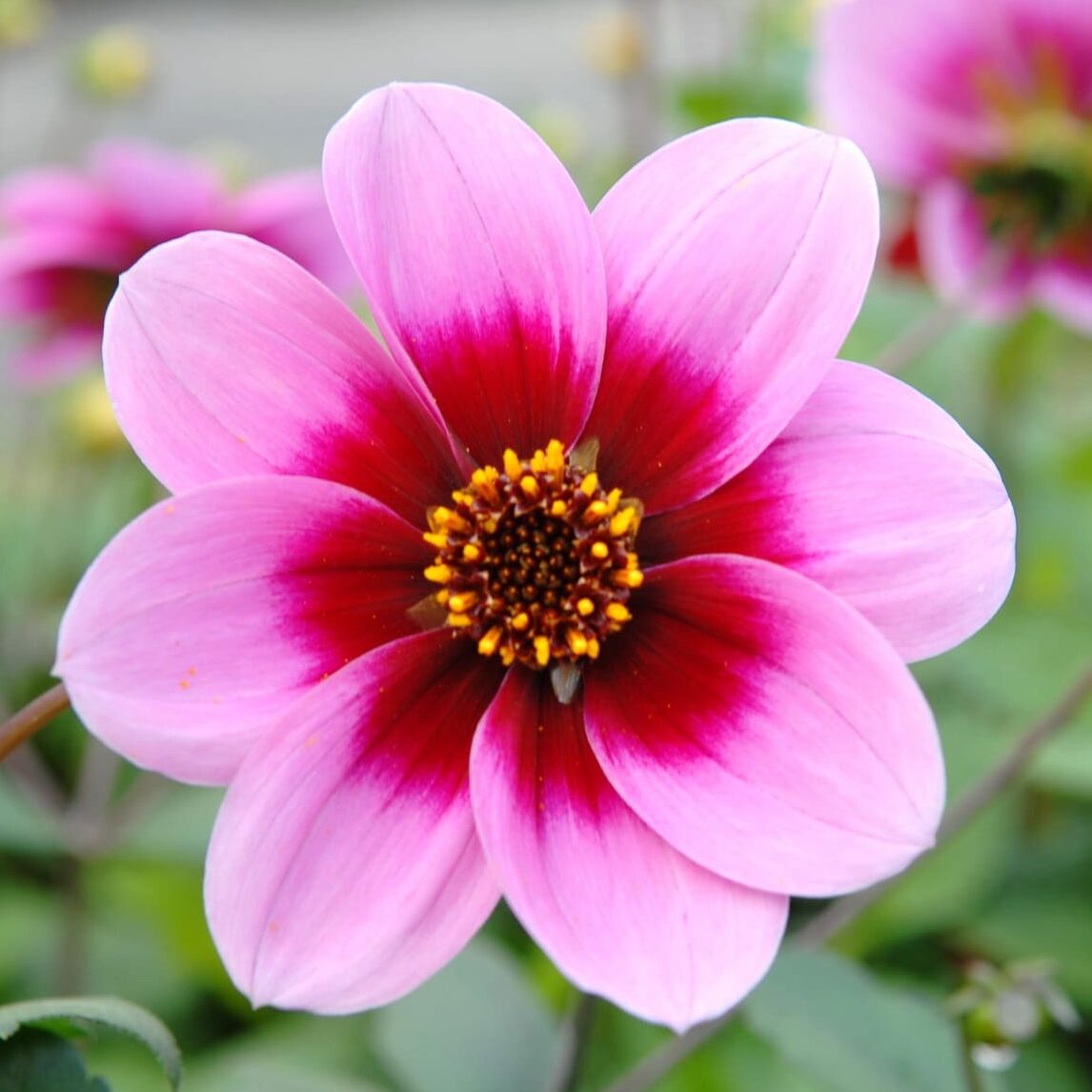 Dahlia 'HS Juliet'