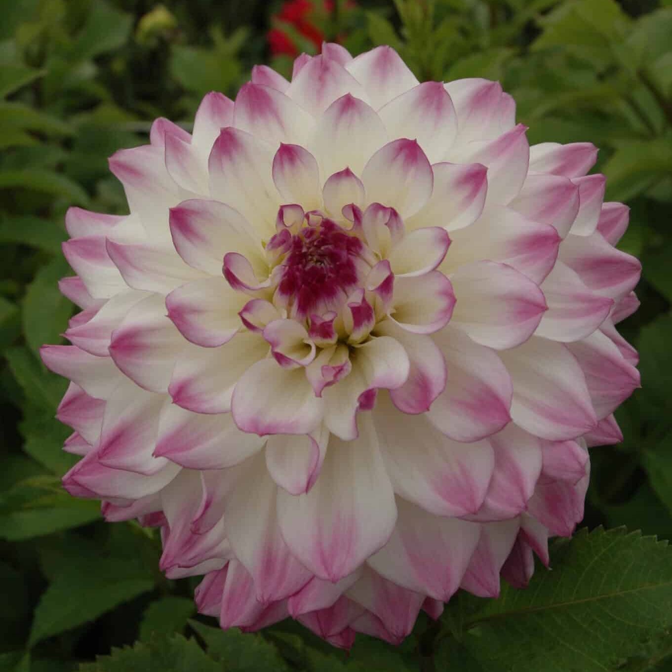 Dahlia 'Hapet Blue Eyes'