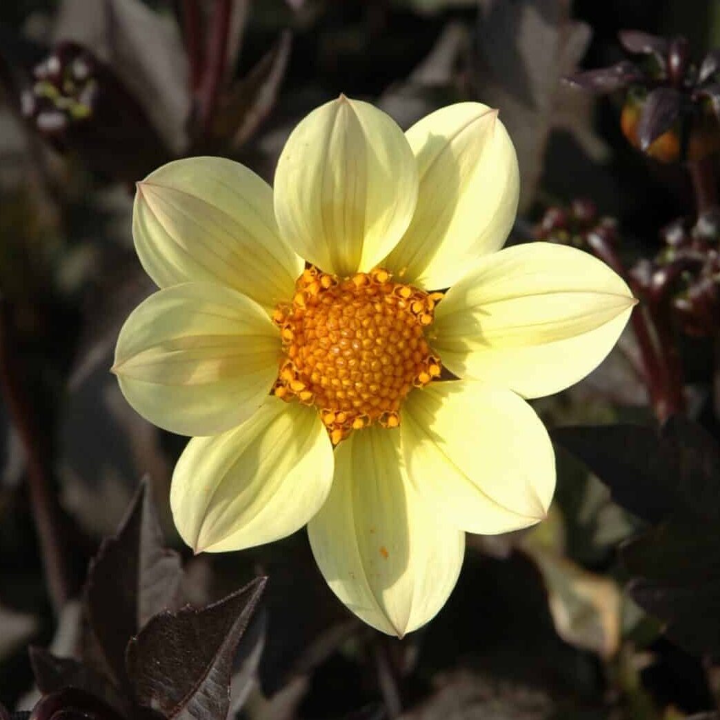 Dahlia 'Happy Days Lemon'