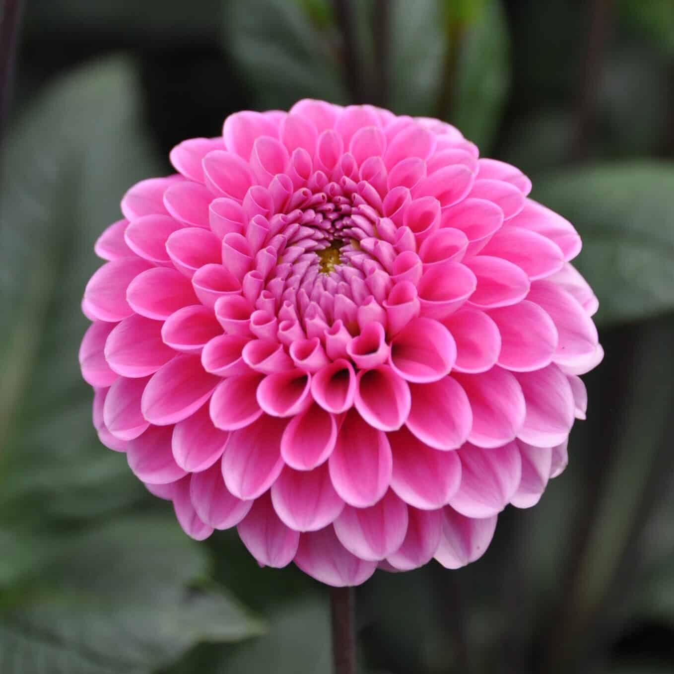 Dahlia 'Happy Hour'