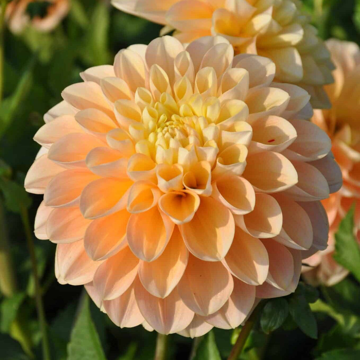 Dahlia 'Honey Dew'