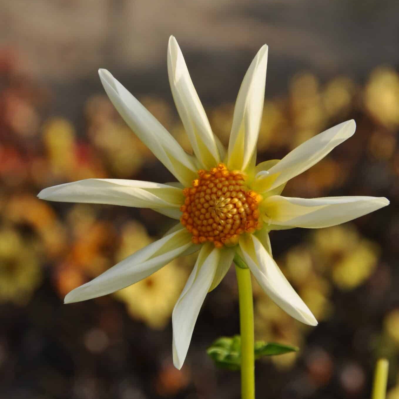 Dahlia 'Honka Creme'