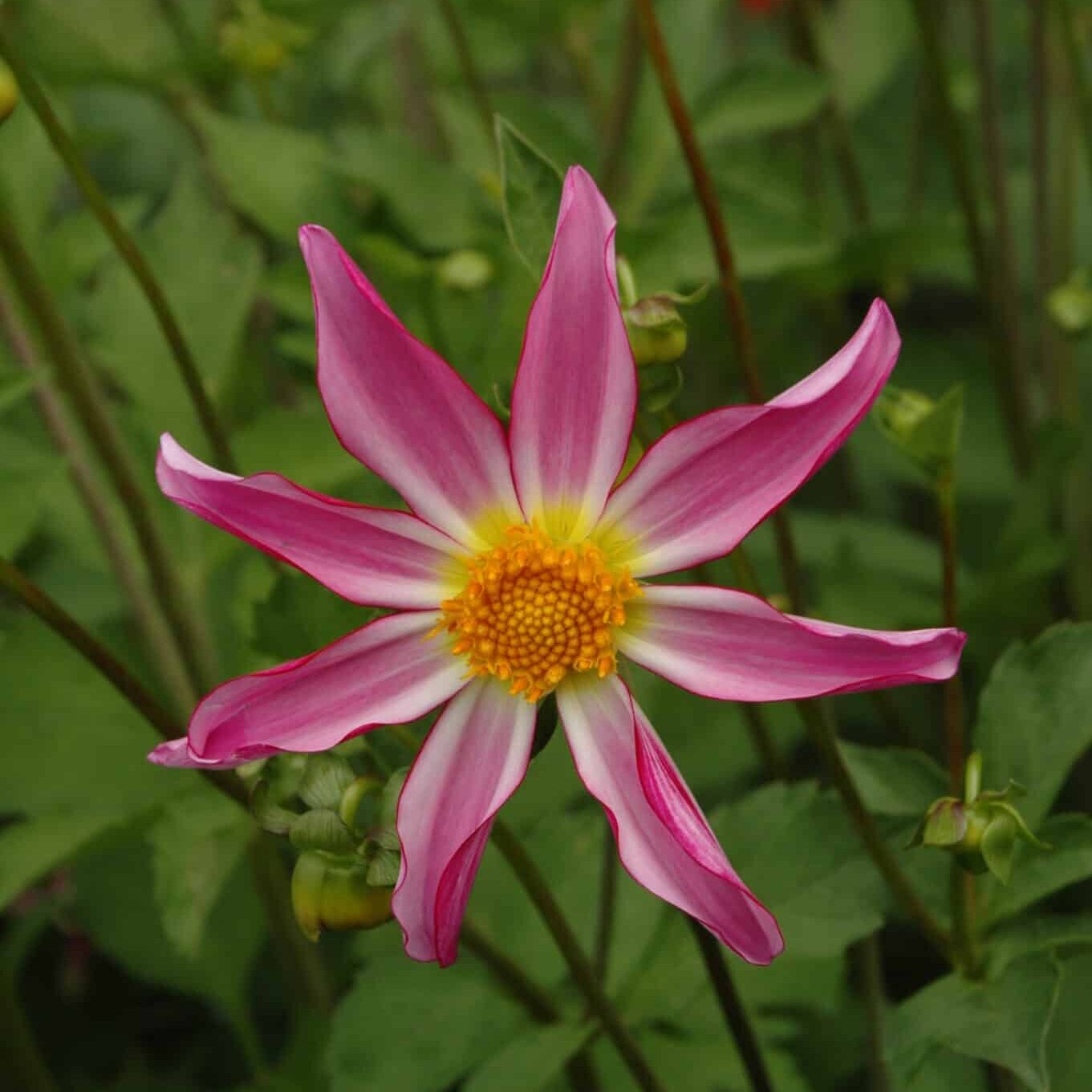 Dahlia 'Honka Pink'