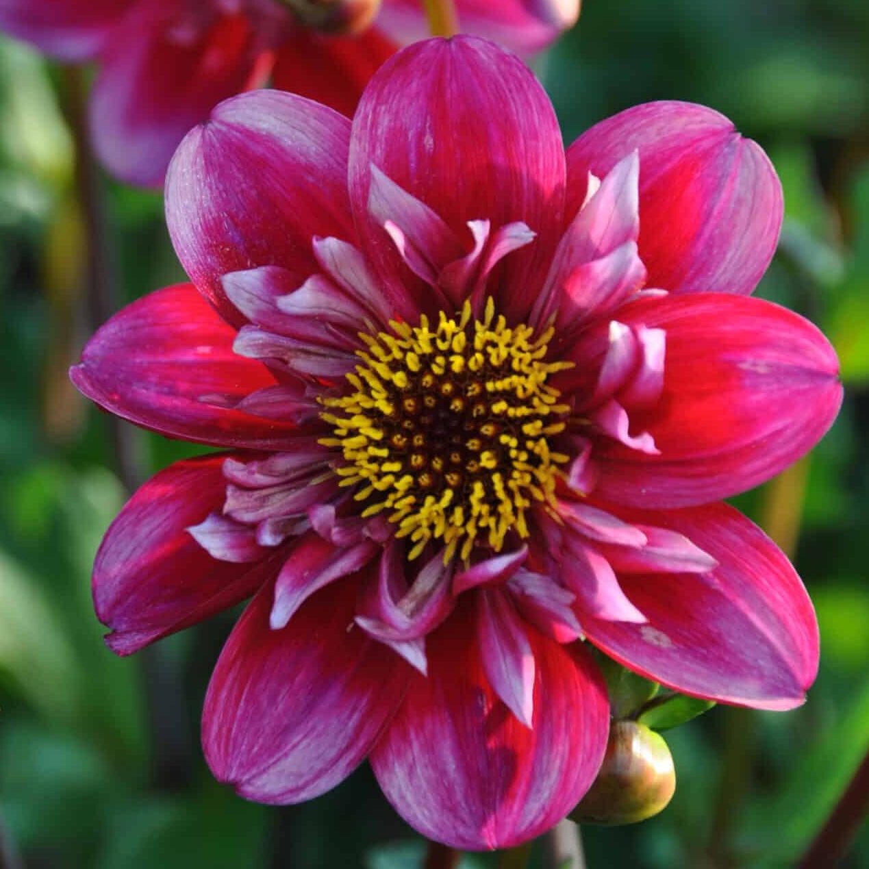 Dahlia 'Hootenanny-Swan Island'