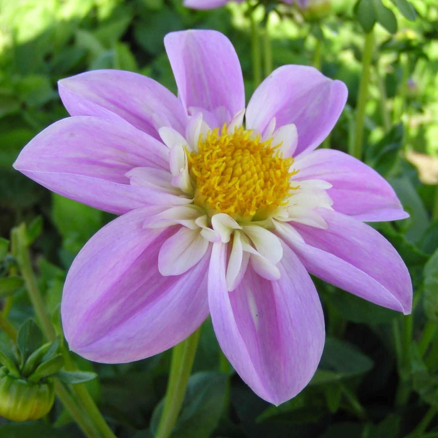 Dahlia 'Impression Famoso'