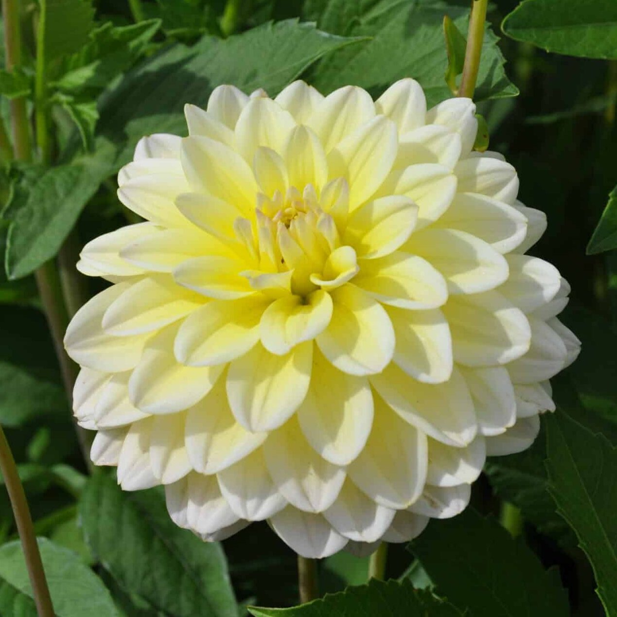 Dahlia 'Innocent Silence'