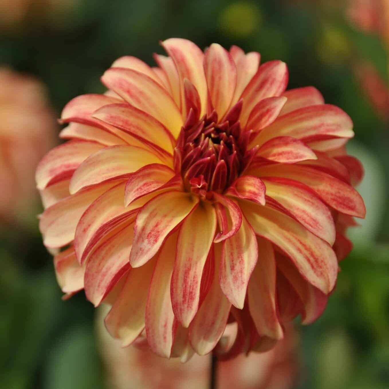 Dahlia 'Irish Pinwheel'