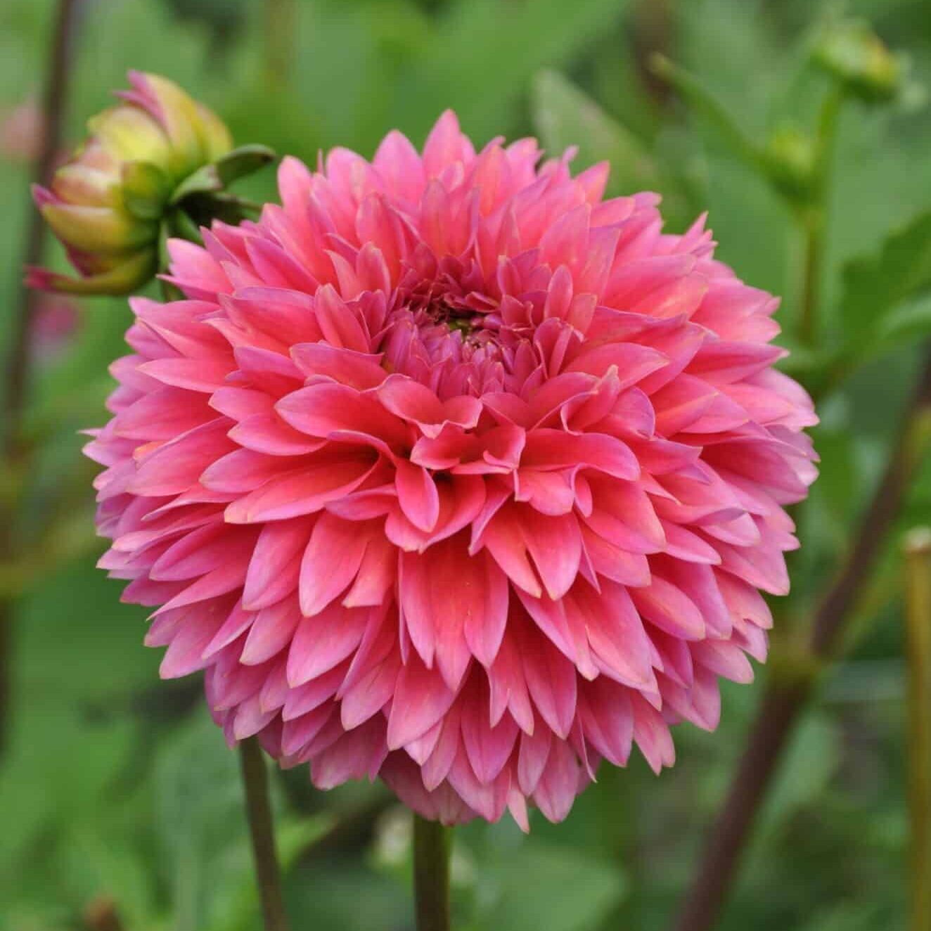 Dahlia 'Isa Candy'