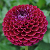 Dahlia 'Ivanetti'