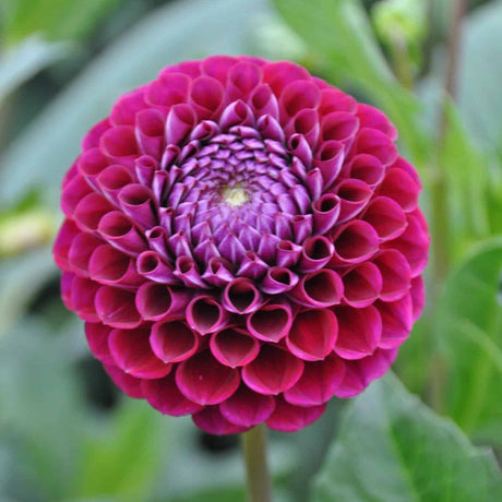 Dahlia 'Ivanetti'