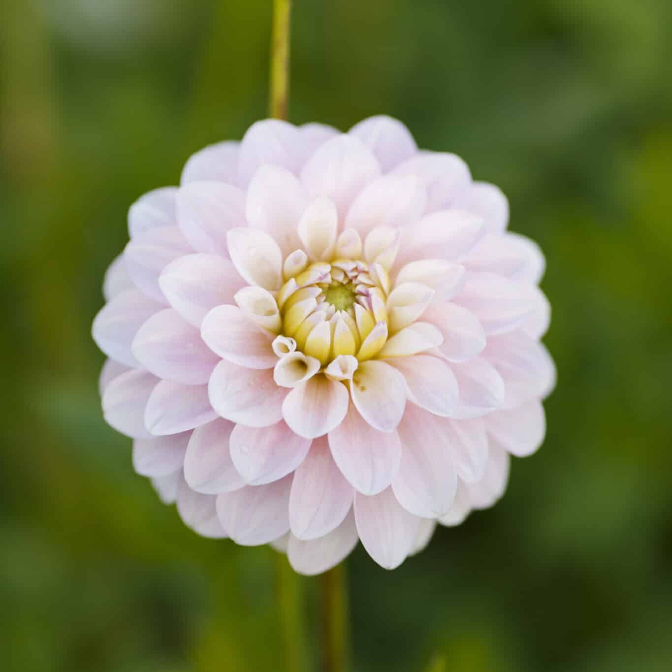 Dahlia 'Janick's Symphony'